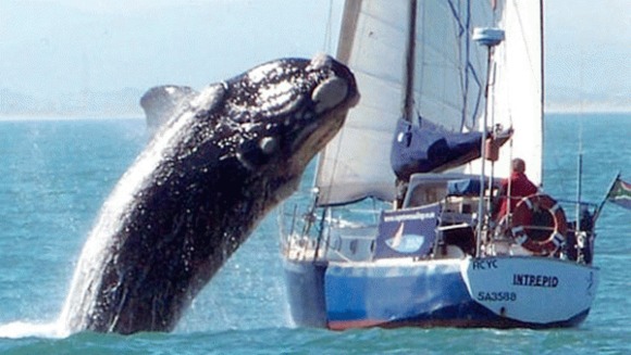 O balena a avariat un vas cu turisti