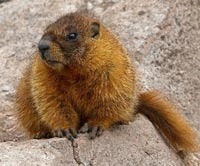 Schimbarile climatice creeaza super-marmote