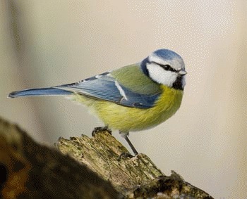 Pitigoiul albastru (Parus caeruleus)