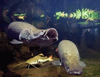 Arapaima (Arapaima gigas)