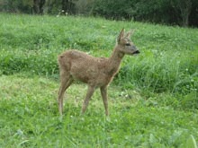 Un pui de urs si un caprior, gasiti in curtile unor localnici