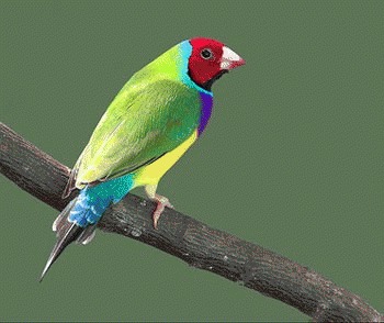 Cinteza Gouldian (Erythrura gouldiae)