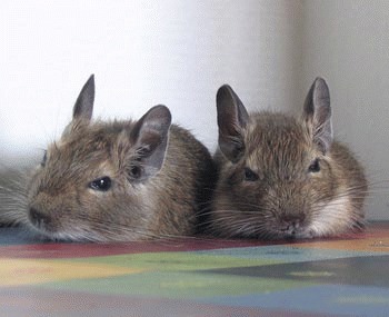 Veverita Degu – descriere