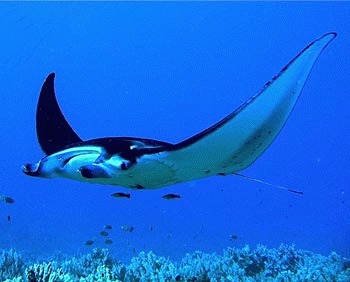 Diavolul de mare (Manta birostris)