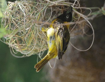 Pasarea tesator (Kilombero weaver)