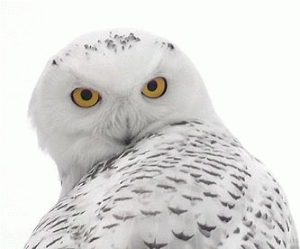 Huhurezul alb (Bubo scandiacus)