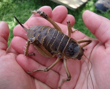 Deinacrida rugosa (Weta gigantica)