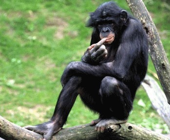 Bonobo (Pan paniscus)