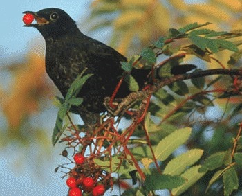 Mierla (Turdus merula)