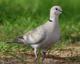 Turturica cu guler (Streptopelia decaocto)