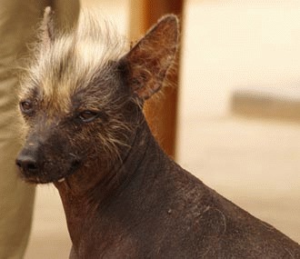 Cainele Fara Par Peruvian (Pero Sin Pelo Del Peru)