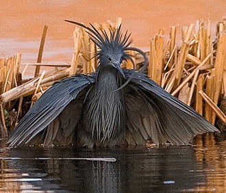 Starcul negru african (Egretta ardesiaca)