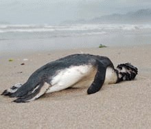 Folsilele unui pinguin urias, descoperite in Peru