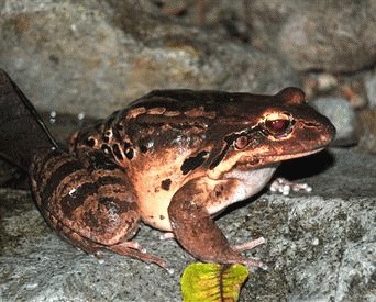 Puiul de munte (Leptodactylus fallax)