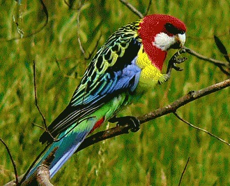 Papagalul Rosella