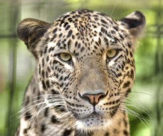 Leopardul persan (Panthera pardus saxicolor)