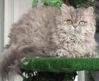 Selkirk Rex – carliontata lumii feline