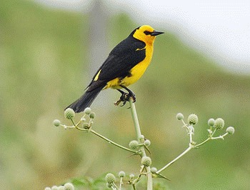 Mierla cu gluga galbena (Xanthopsar flavus)