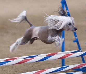 Cainele chinezesc cu creasta (Chinese crested dog)