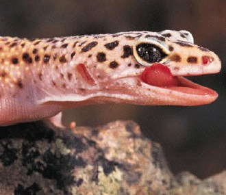 Gecko – ghid de ingrijire (II)