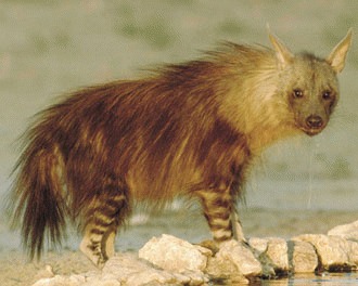 Hiena bruna (Hyaena brunnea)