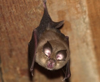 Liliacul mic cu potcoava (Rhinolophus hipposideros)