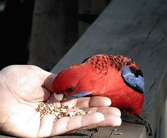 Rosella de companie – aduce culoare in locuinta