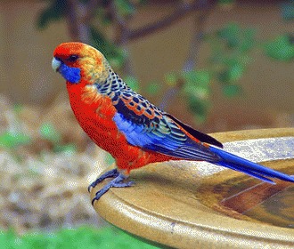 Reproducere Rosella