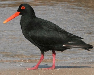 Scoicarul negru african (Haematopus moquini)