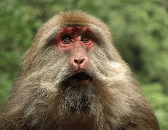 Macacul tibetan (Macaca thibetana)