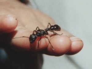 Furnica glont gigantica (Paraponera clavata)