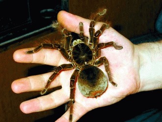 Goliath  – paianjenul mancator de pasari (Theraphosa blondi)