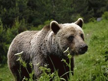 Brasov: Modernizarea Gradinii Zoologice costa 29 de milioane de lei