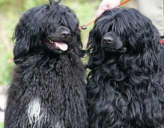 Cainele de apa portughez (Portuguese water dog)