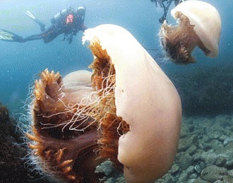 Meduza Nomura – monstrul oceanelor