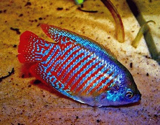 Intretinere Gourami pitic (colisa lalia)