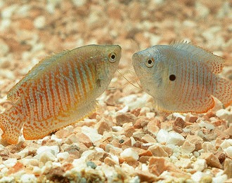 Gourami – o pata de culoare in acvariul cu apa dulce