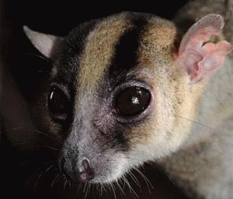 O noua specie de lemurieni descoperita in Madagascar