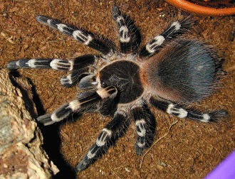 Naparlirea la tarantule