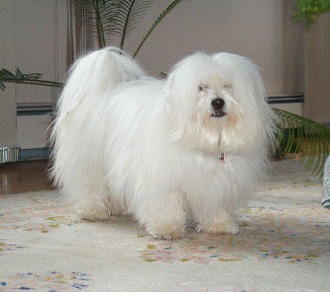 Coton de Tulear