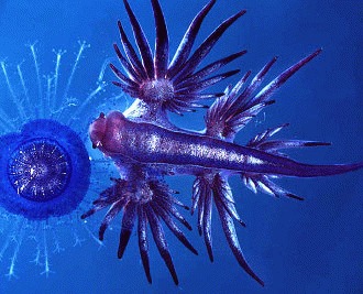 Melcul de mare Glaucus Atlanticus