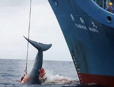 Prima batalie castigata de Sea Shepherd Society. Japonia scurteaza sezonul vanatorii de balene