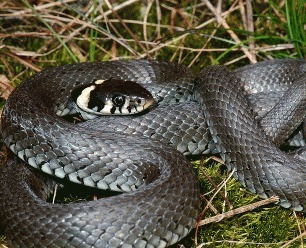 Sarpele de casa (Natrix natrix)