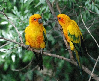 Papagalul Aratinga Soarelui (Aratinga solstitialis)