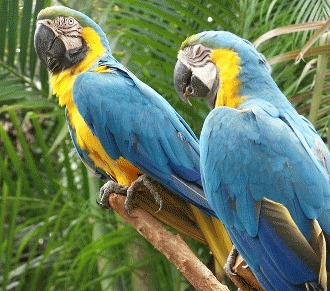 Papagalul Macaw pe cale de disparitie