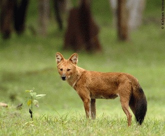 Dhole-ul asiatic: caini salbatici pe cale de disparitie