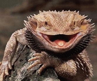 Agama cu barba (Pogona vitticeps)