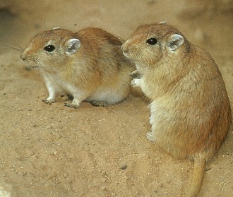 Gerbilul (Meriones unguiculatus)