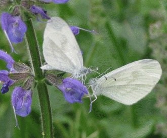 Fluturele alb de padure (Leptidea sinapis)