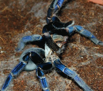 Tarantula cobalt albastra (Haplopelma lividum)